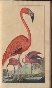 &39;Elegancies of Jamaica&39;、Vol V、6のページ