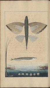 Lindsay DrawingsVol。 VII 作： John Lindsay
