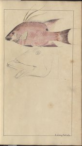 Lindsay DrawingsVol。 VII 作： John Lindsay