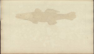 Lindsay DrawingsVol。 VII、22 作： John Lindsay