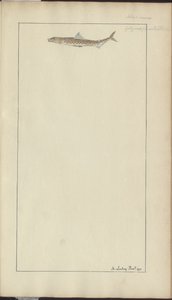 Lindsay DrawingsVol。 VII、23 作： John Lindsay