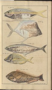 Lindsay DrawingsVol。 VII、2 作： John Lindsay