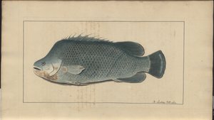リンゼイのドローイング Vol.VII, 5 作： John Lindsay