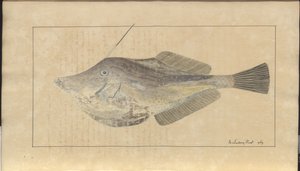 Lindsay DrawingsVol。 VII、7 作： John Lindsay