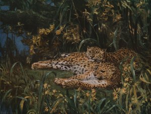 19世紀後半から20世紀初頭にかけてのインディアンヒョウ、c1930。 作： John Macallan Swan