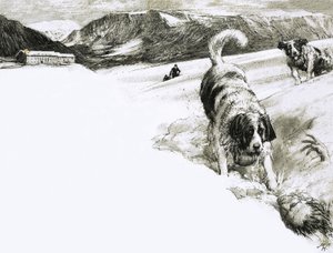 だからこそ...これらのマウンテン・ドッグはセント・バーナード犬と呼ばれている。