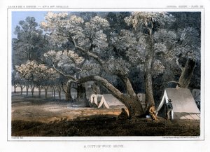 コットンウッドグローブ、1856 作： John Mix Stanley