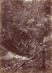 ダリエン探検隊、1871年（写真） 作： ジョン・モラン