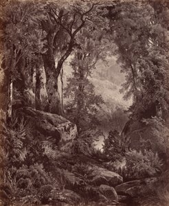 1865年、孤独（写真） 作： ジョン・モラン