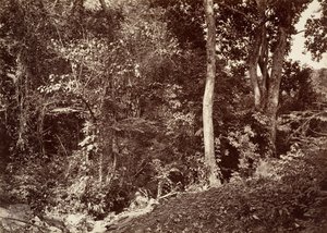 熱帯の風景、チピガナ付近の眺め、1871年 作： John Moran