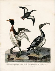 コリムブス属の北極海鳥たち 作： John Pass