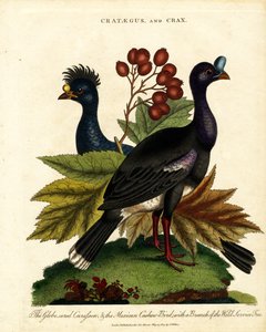 サンザシとクラックスクロツグミとメキシコカシワバドリと野生のサービスツリー 作： John Pass
