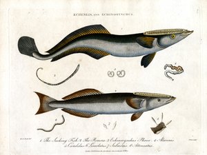エチェネイスとエキノリンカス：吸盤魚ととげのあるサーモン