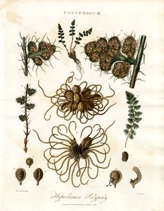 Hyperborean Polypody - シダ属ポリポディウム