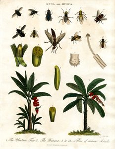 ムサとムスカ - バナナの植物と様々なハエの種類 作： John Pass