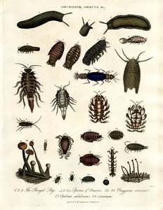 Onchidium;オニスカスとその他の節足動物 作： John Pass