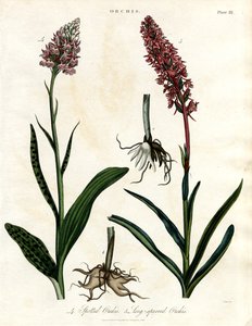 蘭の花斑入り蘭と長毛蘭