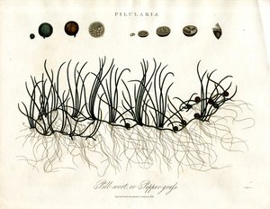ピルラリア（Pilularia）：ピルワート（Pillwort）またはペッパーグラス（Peppergrass 作： ジョンパス