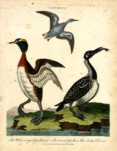 水鳥-ホオジロガイルモット、ホンドグライ、ホッキョクダイ 作： John Pass