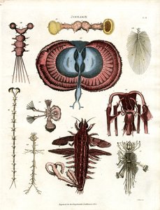 動物学 Pl.III: 様々な無脊椎動物の解剖学的図解 作： John Pass