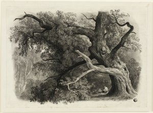 ビラの古い木 - シャーウッドの森 作： John Rawson Walker