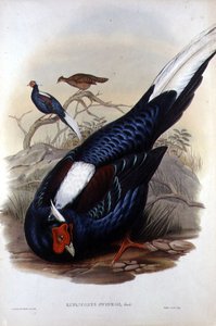 Euplocomus Swinhoii、ロンドンのWalter & Cohnの刻印、1850年から83年の間に出版された（手彩色リトグラフ）。