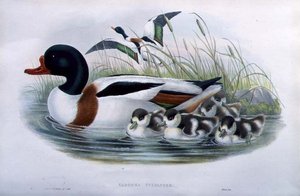 シェルドレイク（Tadorna Vulpanser）（手彩色リトグラフ版） 作： John and Richter Henry Constantine (after) Gould