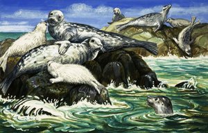 海の友アザラシ