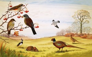 キジを含む正体不明の田舎の鳥のモンタージュ