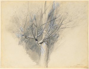 出芽シカモア、c。 1876年。 作： John Ruskin