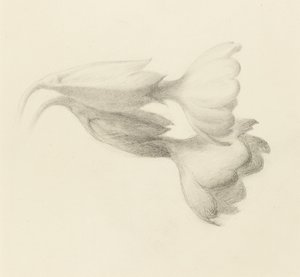 カウスリップ・ベル 1871年頃（黒鉛・織紙 作： John Ruskin