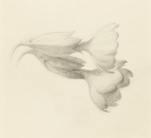 カウスリップ・ベル、おそらく1871年。 作： John Ruskin