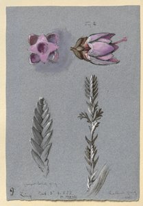 リンに関する 4 つの研究、おそらく 1869 年 9 月 14 日 作： John Ruskin