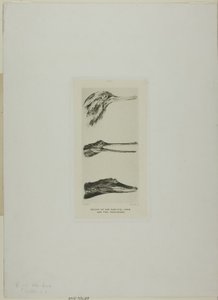 ノコギリガモの頭と2匹のワニ 作： John Ruskin