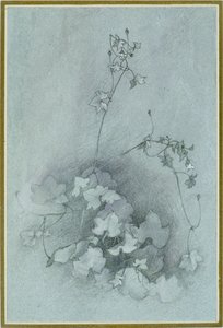 ツタの葉のあるトアドフラックス「オックスフォード・アイビー」、1852年 作： John Ruskin