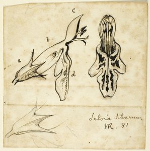 森の賢者 作： John Ruskin