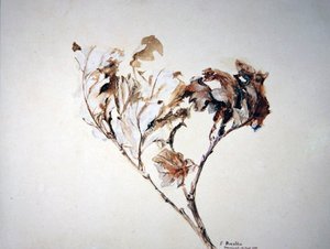 樫の葉の研究 作： John Ruskin