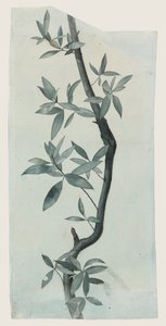 柳の葉の習作 1857年頃（紙に鉛筆と水彩） 作： John Ruskin