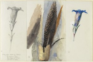 ジェンティアンの2つの研究に挟まれた羽の研究、1875年（グラファイト上でトイレ、高層紙、不透明紙の白で補正） 作： John Ruskin