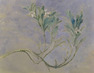 マートルツリーの小枝の研究、1877年頃（ペンと茶色のインクと白の紙の上で鉛筆をかぶせた鉛筆） 作： John Ruskin