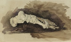 女性の人間の足の骨（紙にwcと体色の鉛筆） 作： John Ruskin