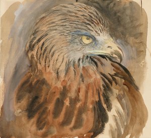 The Head of a Kite, from Life, 1870 年 8 月 30 日 - 9 月 1 日。 作： John Ruskin