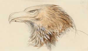 一般的なイヌワシの頭、人生から、1870年9月8日～11日（水彩、ボディカラー、グラファイト、織紙 作： John Ruskin