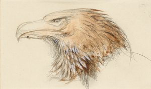 一般的なイヌワシの頭、1870 年 9 月 8 ～ 11 日の Life より。 作： John Ruskin