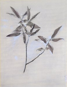 1878年以降にヴェローナで採取された乾燥したオリーブのしぶきの下面 作： John Ruskin