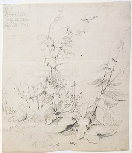 雑草の研究、カークストール 作： John Sell Cotman