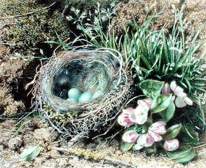 鳥の巣と花（水彩・ボディカラー・紙 作： John Sherrin