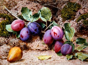 苔むす土手に梅と梨のある静物」1855年頃（水彩・ボディカラー・紙） 作： John Sherrin