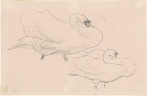 1880-1900年の白鳥の研究。 作： John Singer Sargent