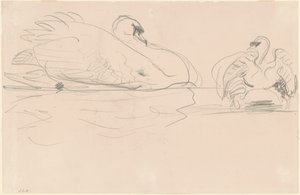 水面に浮かぶ白鳥、1880-1900年。